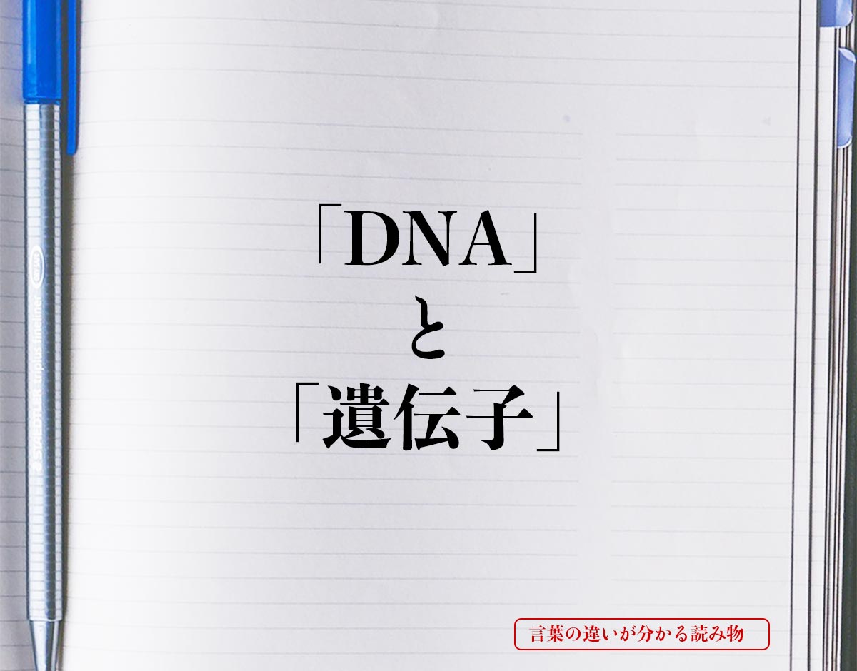 「DNA」と「遺伝子」の違い