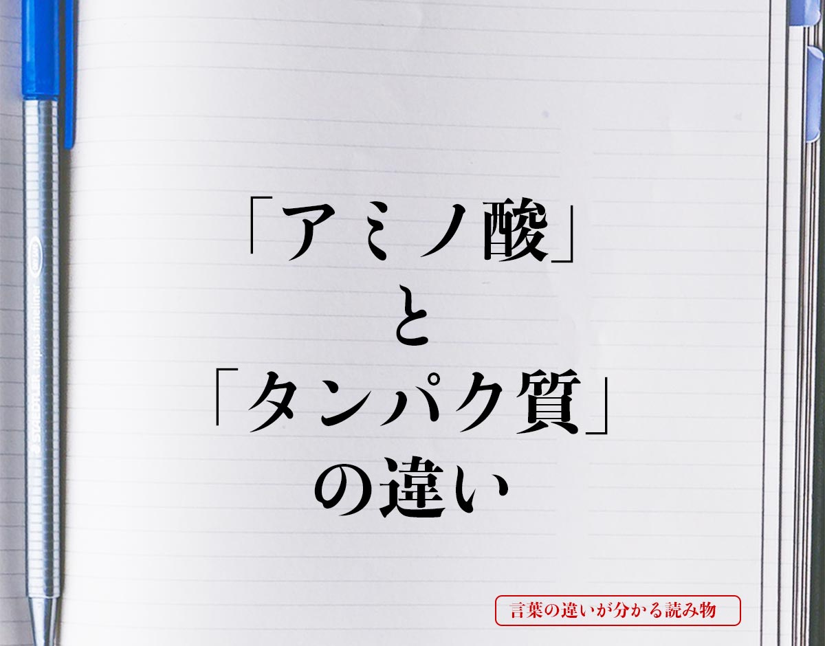 「アミノ酸」と「タンパク質」の違いとは？