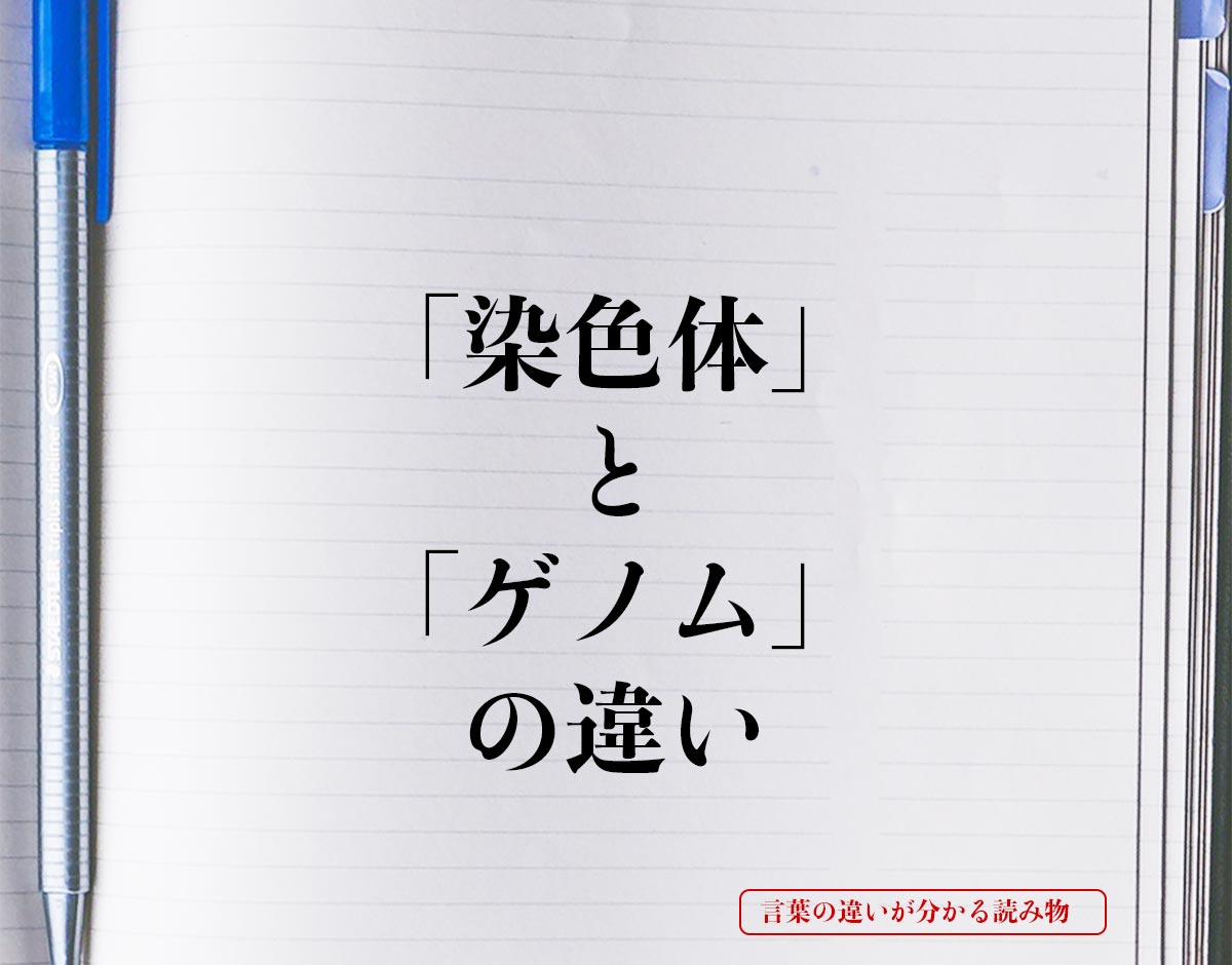 「染色体」と「ゲノム」の違いとは？