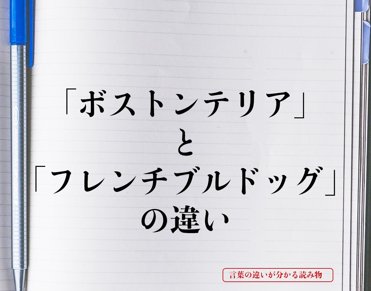 「ボストンテリア」と「フレンチブルドッグ」の違いとは？