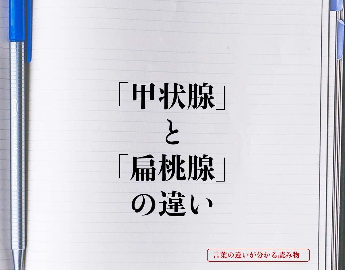 「甲状腺」と「扁桃腺」の違いとは？